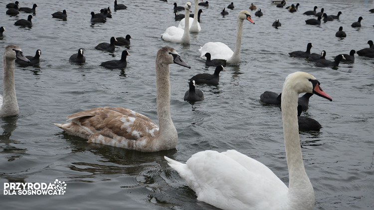 Zimowe Ptakoliczenie w&nbsp;Sosnowcu za&nbsp;nami