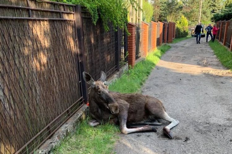 Drugi łoś uratowany!