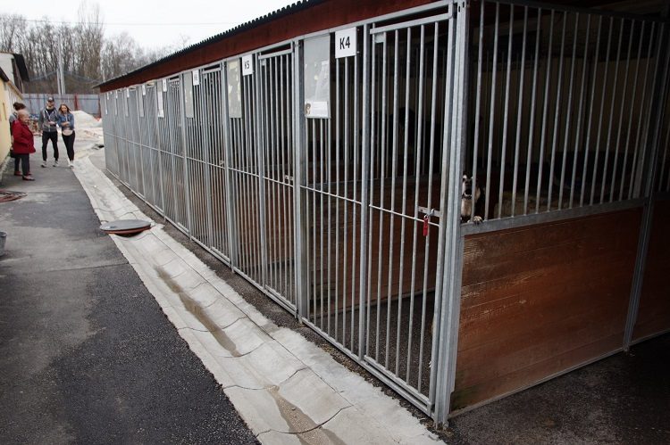 Psiaki z&nbsp;Radys znajdą dom w&nbsp;Sosnowcu