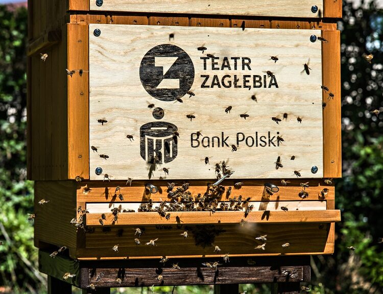 40 tysięcy pszczół w&nbsp;Teatrze Zagłębia