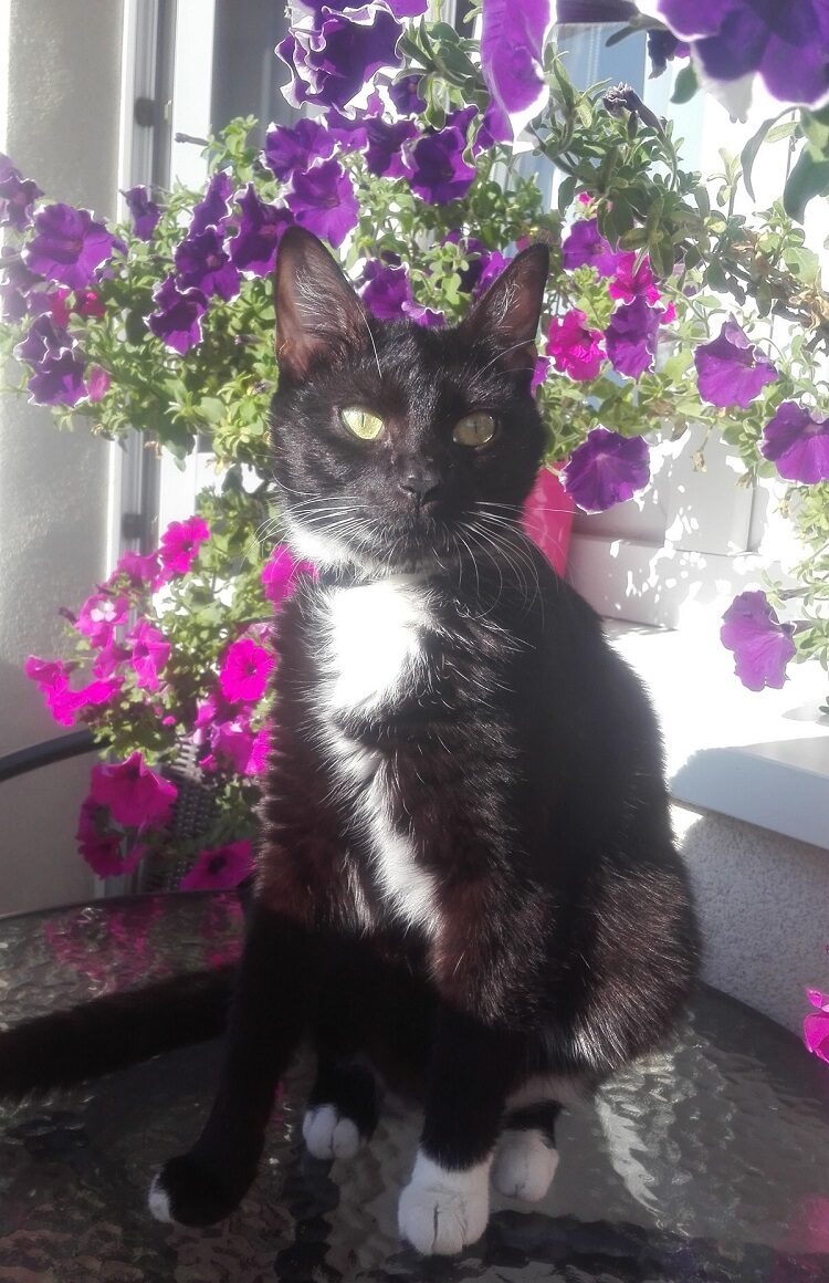 Darmowe zabiegi dla psów i&nbsp;kotów