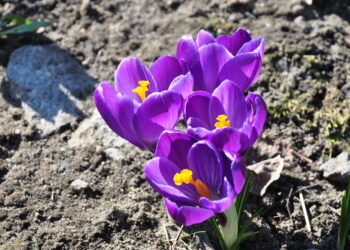 Wiosna w&nbsp;Parku Bioróżnorodności na&nbsp;Starym Sosnowcu