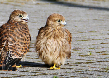 Pustułki znad świętego Joachima