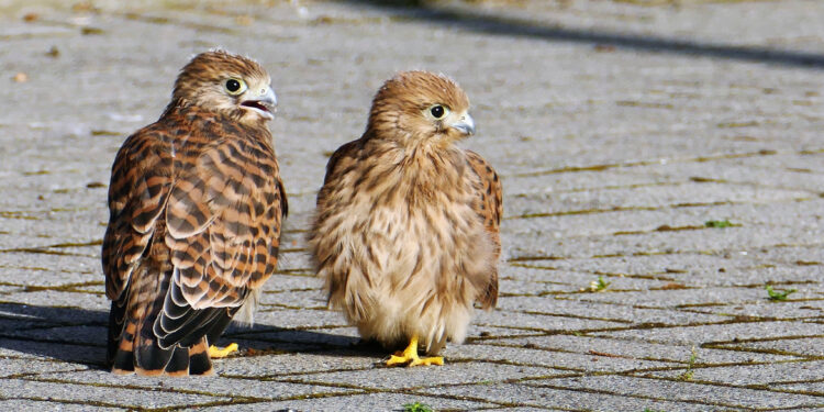 Pustułki znad świętego Joachima