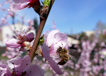 Na&nbsp;szlaku Pszczelej Ścieżki w&nbsp;Sosnowcu