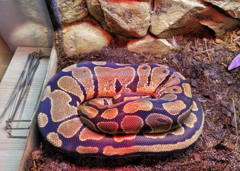 W&nbsp;Egzotarium będą kajmany i… żubrówka