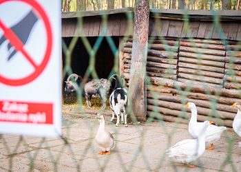 Kamery zwiększą bezpieczeństwo w&nbsp;mini zoo