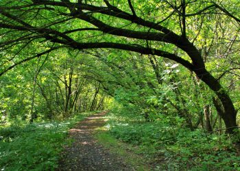 Z&nbsp;Mortimera na&nbsp;Kazimierz leśnymi ścieżkami – część 1