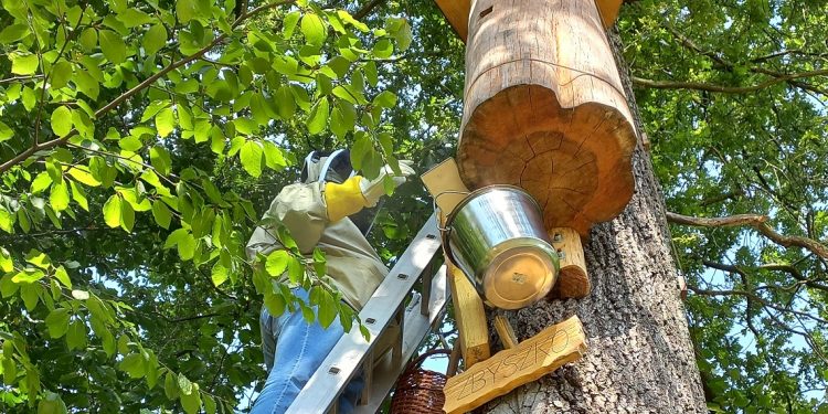 Z&nbsp;Mortimera na&nbsp;Kazimierz leśnymi ścieżkami – cz.&nbsp;3