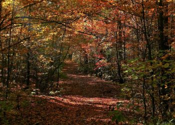 Z&nbsp;Mortimera na&nbsp;Kazimierz leśnymi ścieżkami – część 2