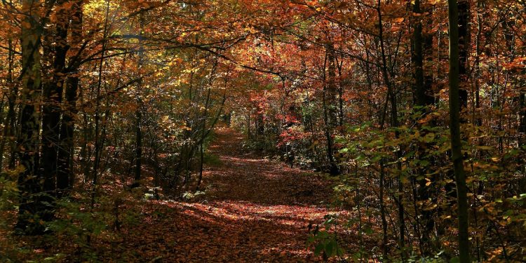 Z&nbsp;Mortimera na&nbsp;Kazimierz leśnymi ścieżkami – część 2