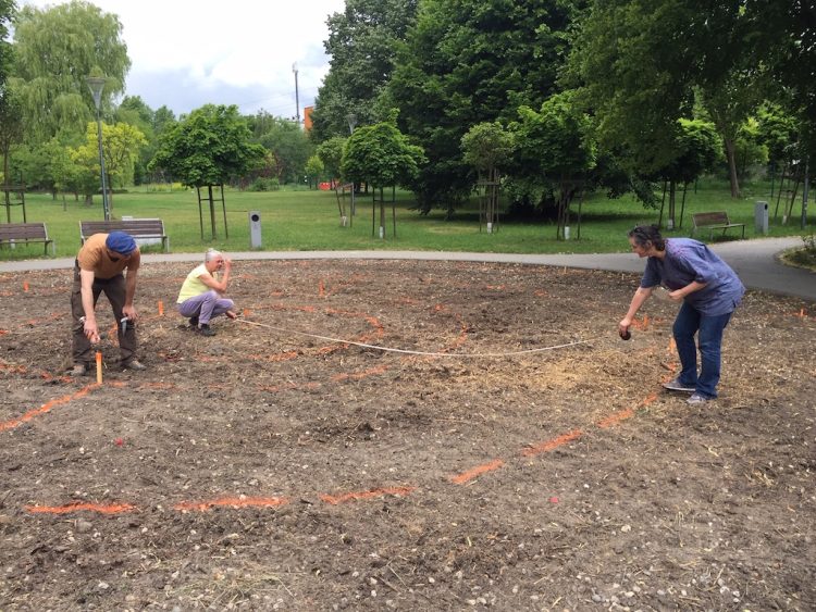 Kwitnący labirynt w&nbsp;Ogrodzie Polisensorycznym