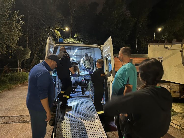 Psy z&nbsp;Kłodzka trafiły do&nbsp;Sosnowca