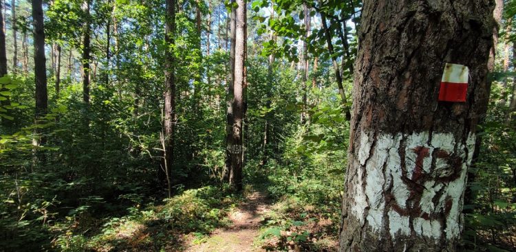 Oddział „Ordona” przeciw okupantowi cz.&nbsp;1