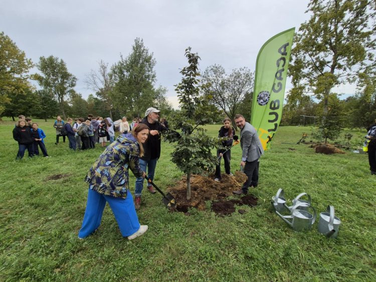 Buki posadzone na&nbsp;Górce Środulskiej