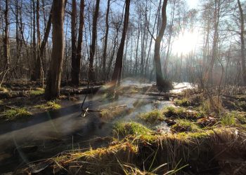 Mokradła Lasu Zagórskiego użytkiem ekologicznym