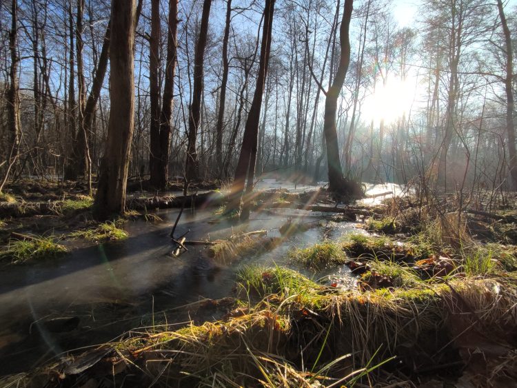 Mokradła Lasu Zagórskiego użytkiem ekologicznym
