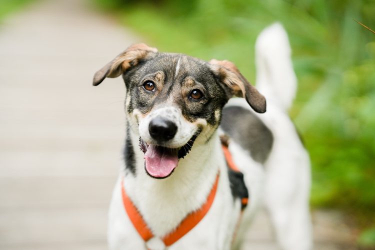 Nasze schronisko już po&nbsp;kontroli